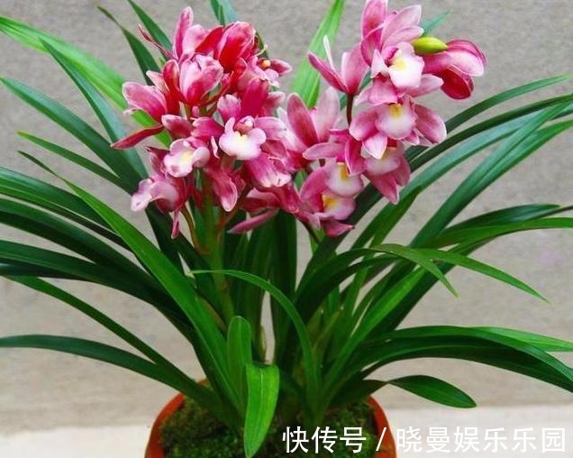 它被称为兰中香祖,一年开花4到6次,花大浓香,好养易开花