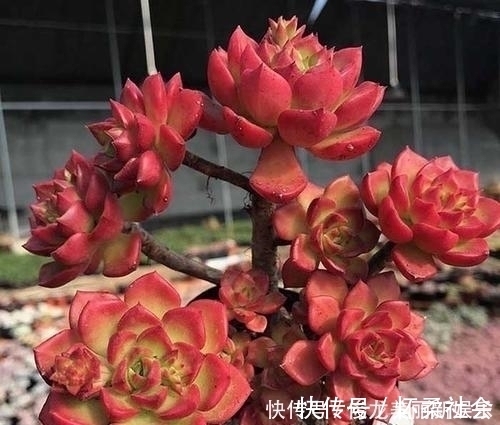 多肉|4种多肉,适合新手养,丢土里就能活,独苗一年长一群