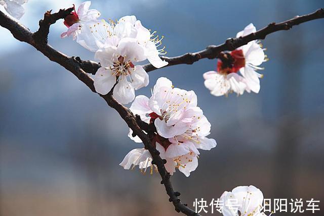 宋祁@惊蛰时节杏花盛开，一首《木兰花》，感悟宋祁对春天与人生态度