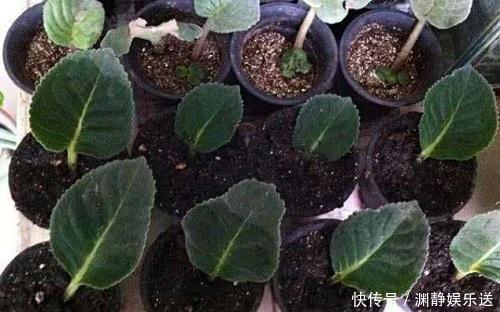 紫罗兰|家里有着6种花赚了！自己在家扦插，不花钱轻松变出好几盆