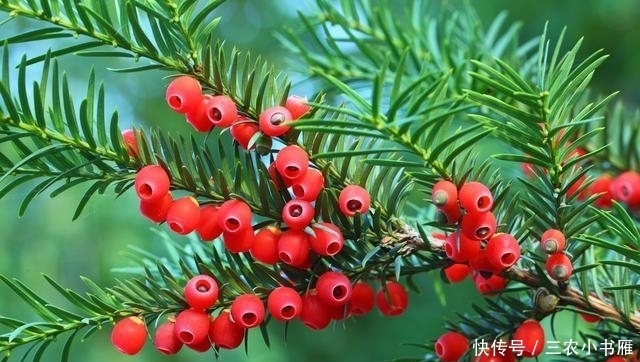 南北方皆宜的室内盆栽——红豆杉