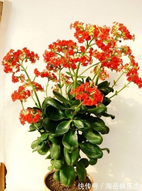 温度|盆栽长寿花，即将“休眠期”，夏天“别踩坑”，睡醒开花多