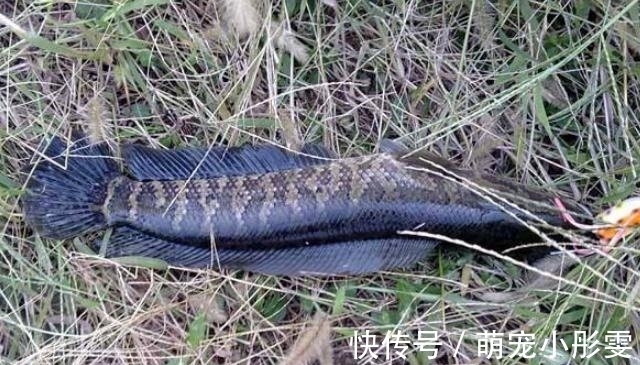 堪称中国最好吃的5种鱼类，若你全都吃过，请允许我叫你声好汉！