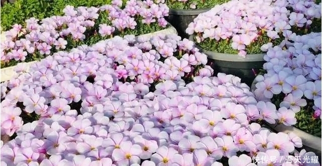 年度十大流行花卉,摆在家里大吉大利,活力无限,还有品味!