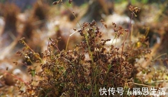 降血糖|不要等血糖高了才发慌,这些食物每天吃点,防糖尿病平稳血糖