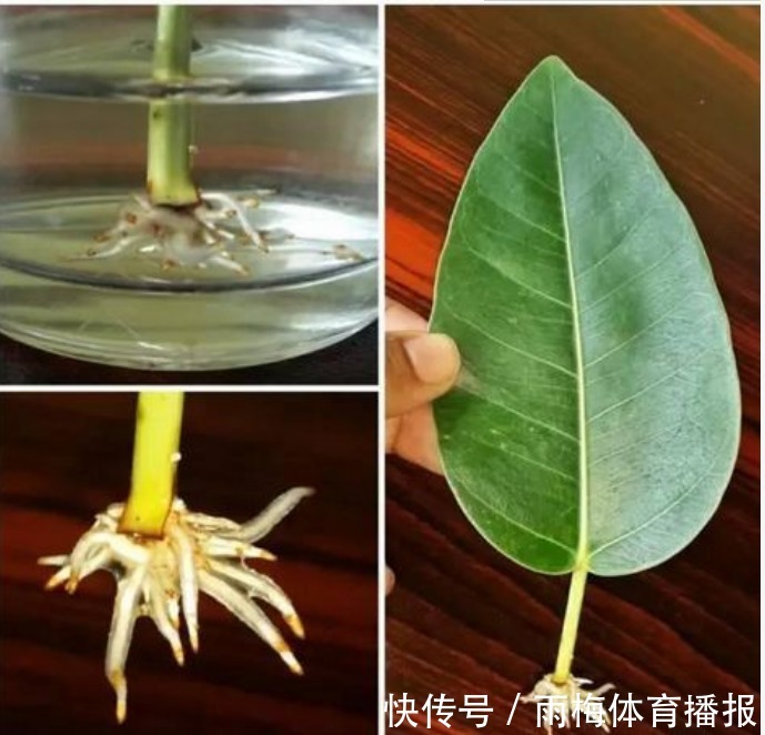 现在赶紧扦插“5种花”，摘颗叶子“插”土里就活，10天就生根！