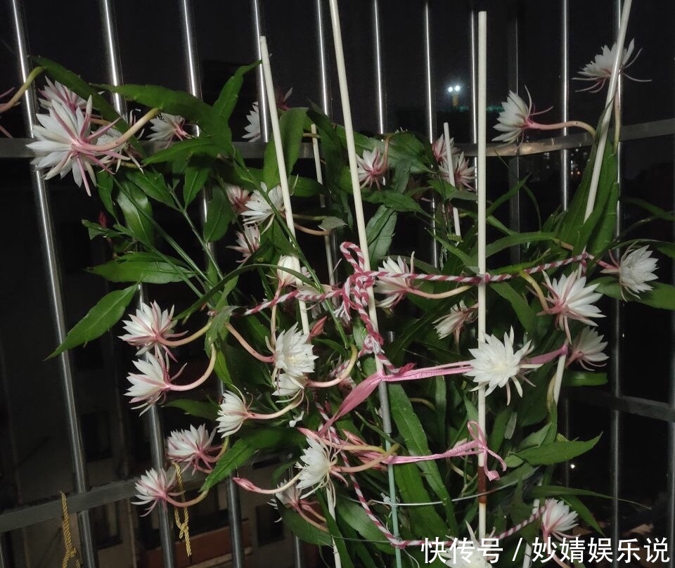 养花|1种花1年只开2、3天，花朵洁白、有仙气，养它值了！