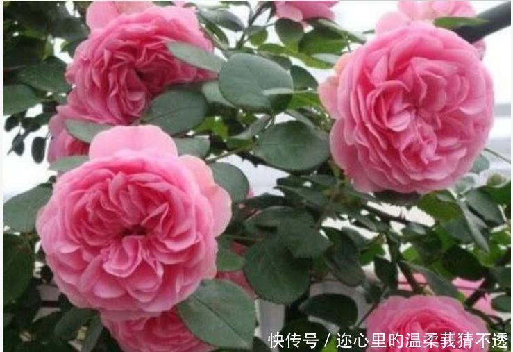 养花试试此几款,花开繁盛花香怡人,花朵美爆阳台