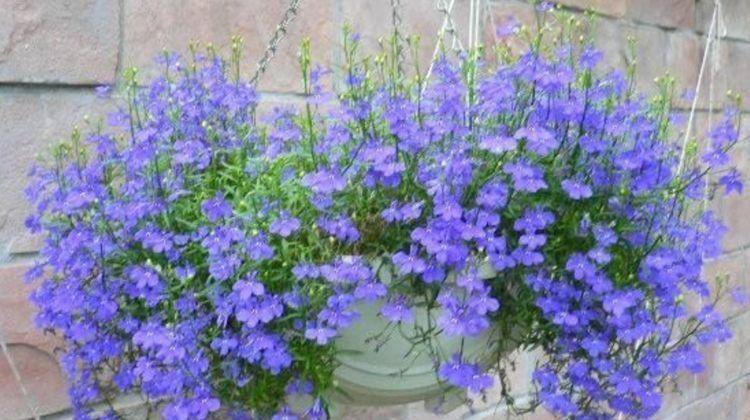 几款花卉,花大色艳胜玫瑰,开花勤还爱爆盆