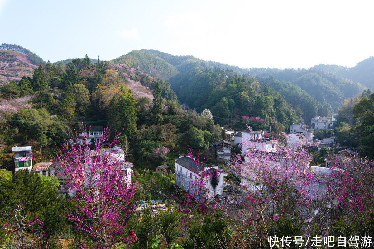 古村落|卖花渔村，只卖花不打渔的千年古村落，私藏了万亩的粉红梅花海