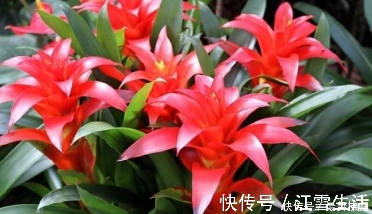 4种花给点水就呼呼长,旺宅添富贵,吉星照耀,八方聚财