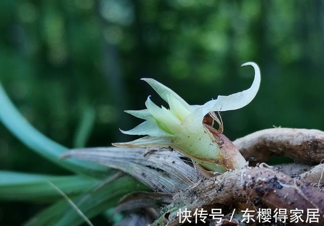 兰花茎腐病|兰花茎腐病和软腐病发生后，出现这种现象，就可以处理花盆了