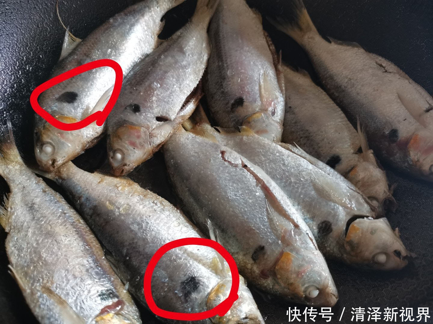 种鱼|认鱼了,这什么鱼鳃边还长了“黑痣”