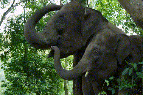 普洱市 普洱:“象”见恨晚的地方