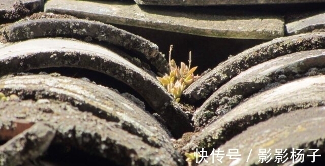 肉友|肉友把不要的多肉扔到屋顶,最后被惊艳到了,颗颗饱满圆润