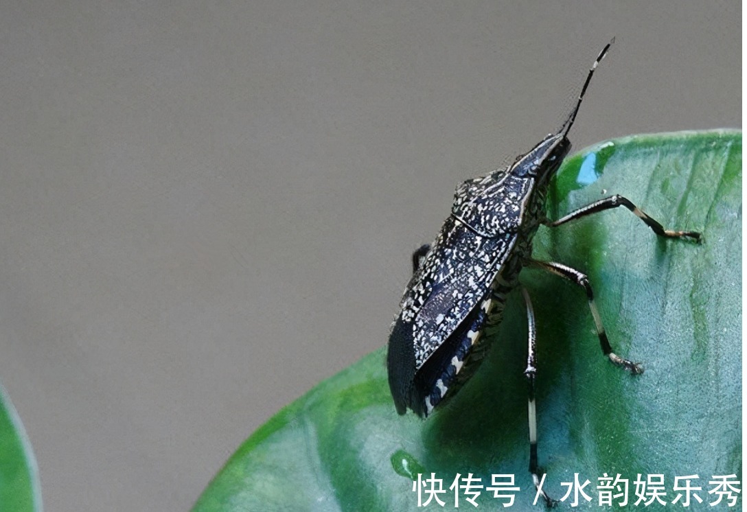 虫子|会放臭屁的臭妮子，营养价值堪比鹿茸，现在卖1000元一斤