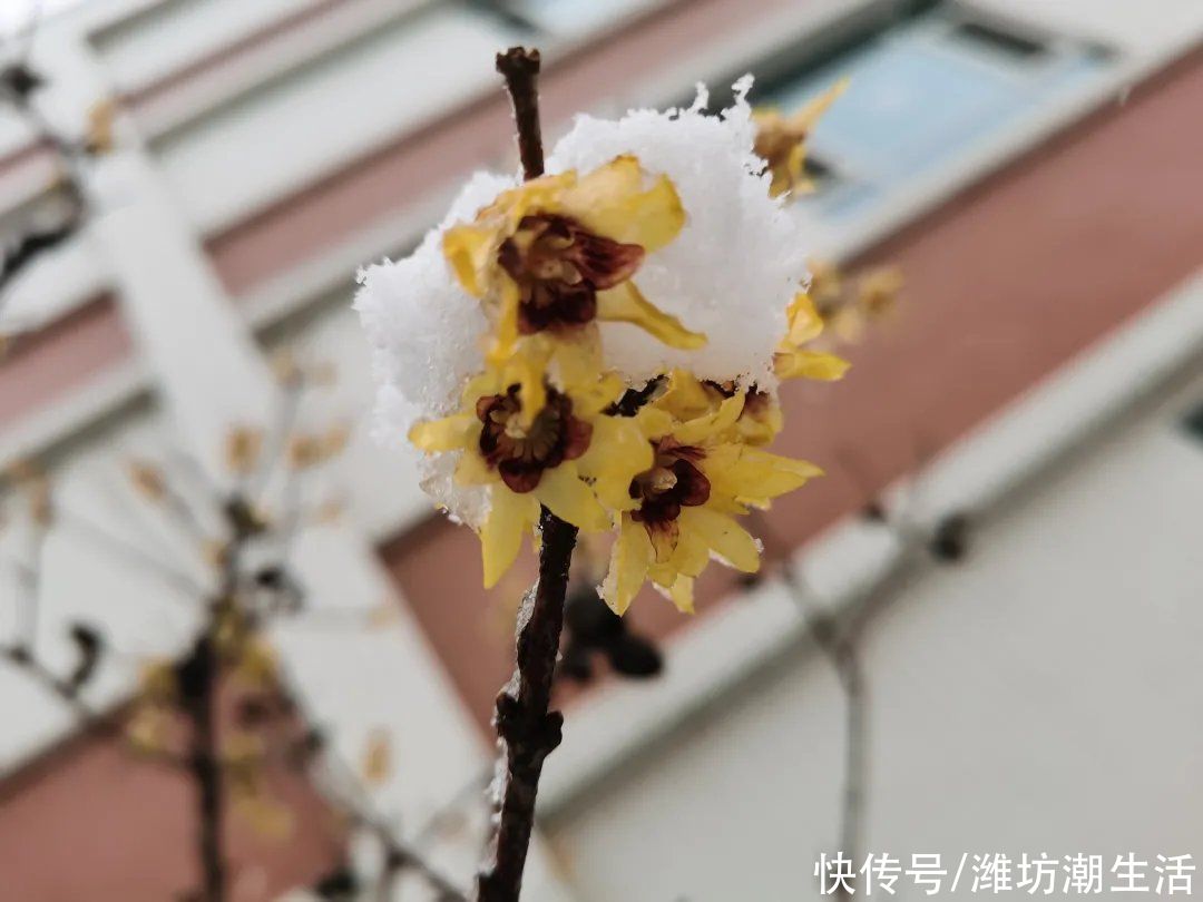 潍坊光正实验学校：校园里的那些花儿