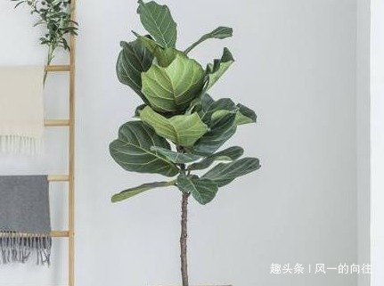 家养这三种耐阴花，不见天日也能噌噌长不停，好看又好养