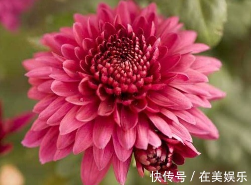 养花就养“绝美”的,花卉品种繁多,花朵硕大花色浓艳,美翻了