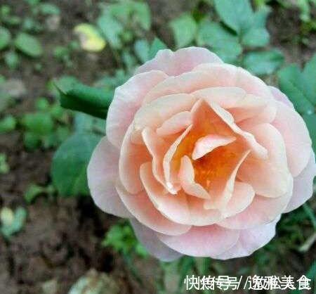 盘点10种古典美复古色系月季,你必须拥有其中一种!