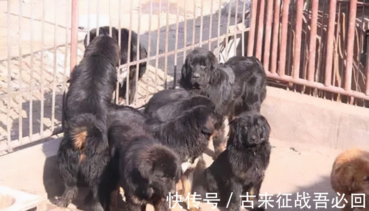 中国藏獒俱乐部|马家军教练离开赛场,靠养狗成为千万富翁,70多岁重回俱乐部执教