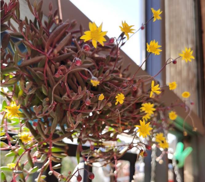 小花园|为了养花种菜,奶奶花160万买了郊区的别墅,3年之后,后悔了