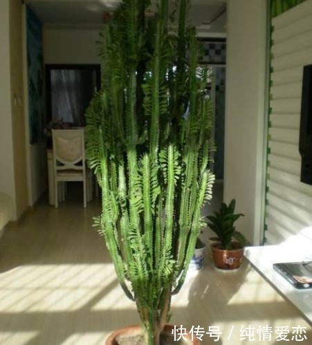 空气|家里养花别乱养,养这3种花养人又“旺财”,清新空气又好看