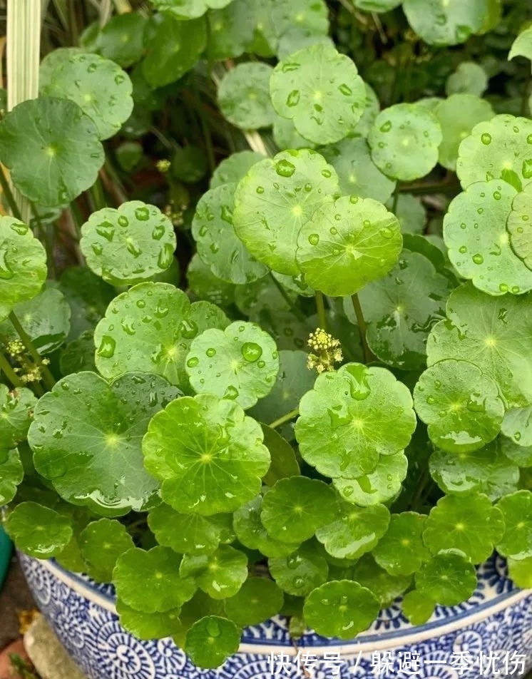 圆润小巧的铜钱草、镜面草和荷叶椒草，三种迷你植物哪种适合你？