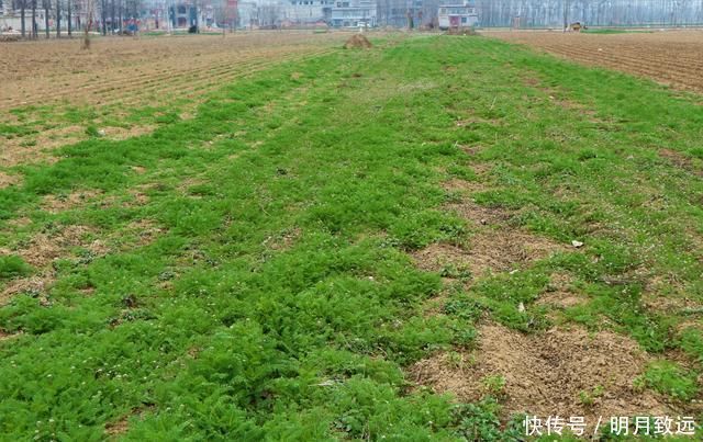 一種野草長得極丑,農(nóng)民見到它就拔掉,現(xiàn)今數(shù)量稀少很珍貴