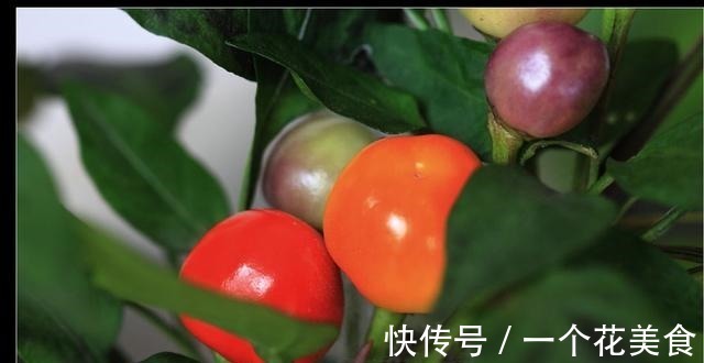 长得像樱桃,城里人把它当盆栽,殊不知做泡菜是一绝,脆爽可口!