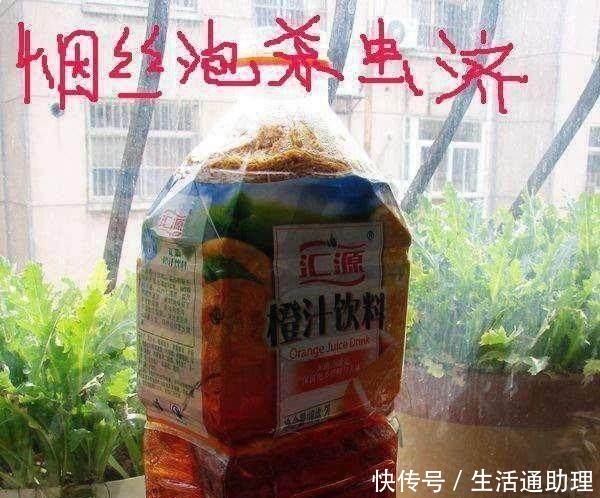 花盆落满小飞虫周围撒点它，3天就见效，小虫死翘翘！