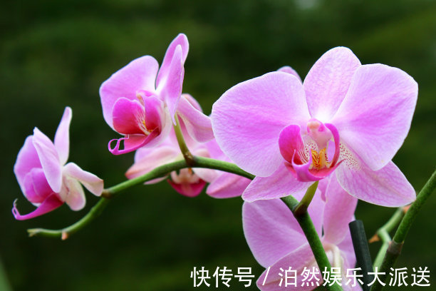 平剪|兰花开花后要如何修剪教你几招一年就疯长，年年开花爆盆！