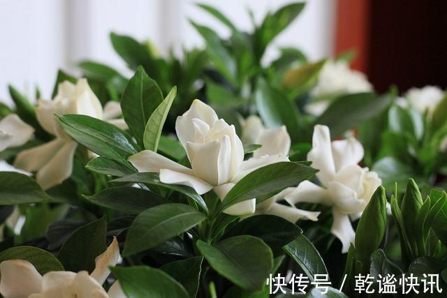 养栀子花，几个“小技巧”，三年养成树，开花满枝，芳香又美丽！