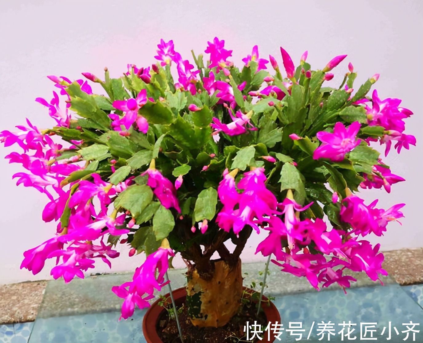 一茬花|想要蟹爪兰花后继续开,做好“2掐3足”,持续开花到夏季