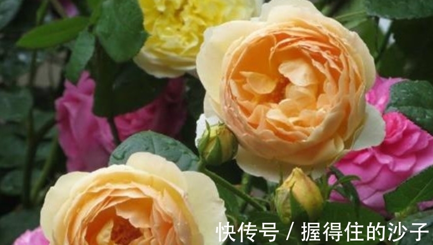 百合花|4种花很好养，耐热耐晒更耐旱，日子红火财运滚滚，好看极了