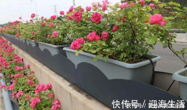 枝条|养月季，不可偷懒，牢记“2件事”，开花不断，花期久