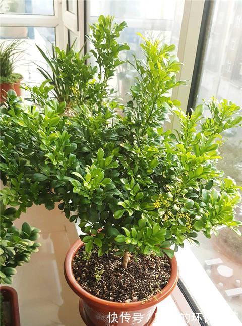 8种“漂亮花”特怕冷，秋天赶紧拿到屋里去，不然都冻死了