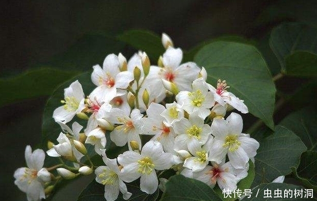 油桐落葉都是藥材,功效讓人驚喜!看完后整個(gè)村都在撿落葉!