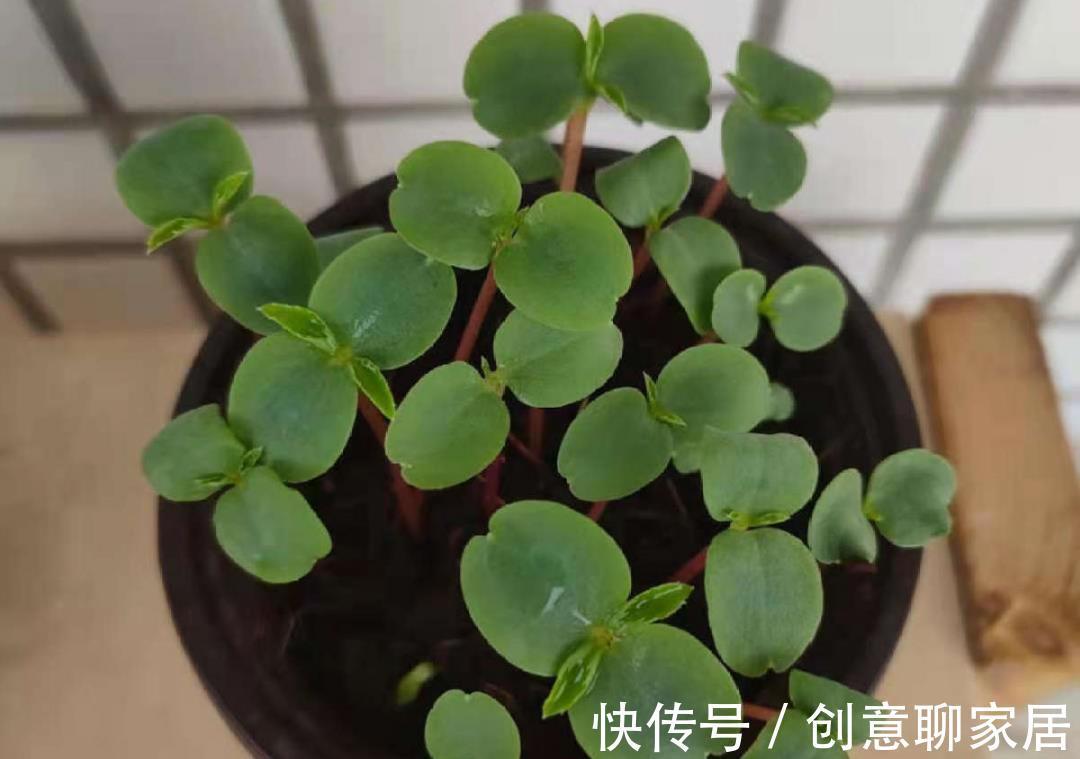 凤仙花|10种花开完不要剪,等20天之后,1盆变多盆