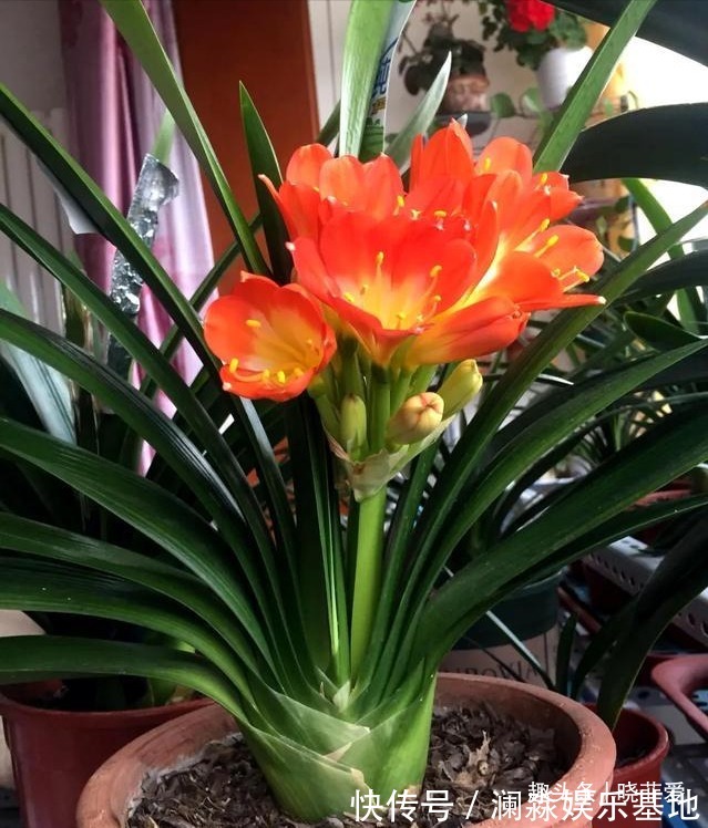 君子兰不开花,叶子有“信号”,你知道怎么把它养开花吗?