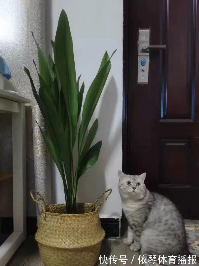 办公室|五种小盆栽，耐阴又好养，办公室养几盆，增财运、旺事业