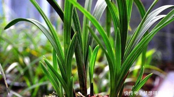 春兰|兰花鉴别春兰、蕙兰傻傻分不清,教您一招,百试百灵