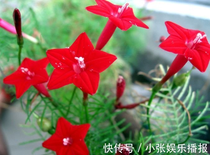 开花最香的4种花,家里养一盆,开花又大又艳,比牡丹美