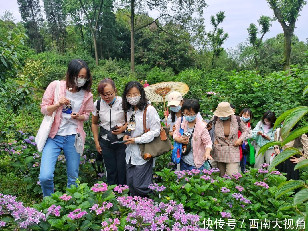 花友会|百颗毳毬谁织就，几枝琼萼露和圆 成都植物园“绣球花花”花友会与园艺爱好者浪漫相约