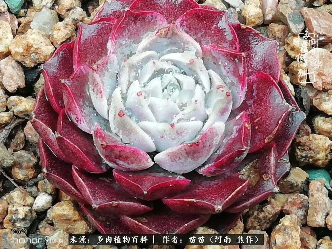 迷上多肉后,有一种喜欢叫一日看三回!