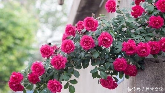 月季花被“蚜虫”包围，喷点“特效”水，来点养花肥，1个月解决！