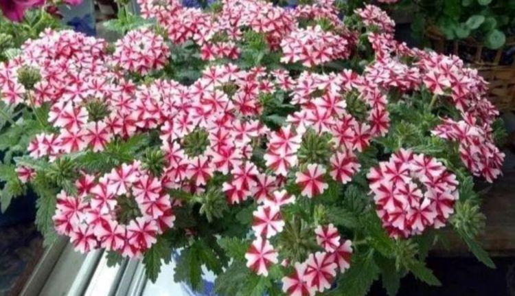 养护|最适合新手养的4种花，沾土就能活，开花超漂亮，花期还长