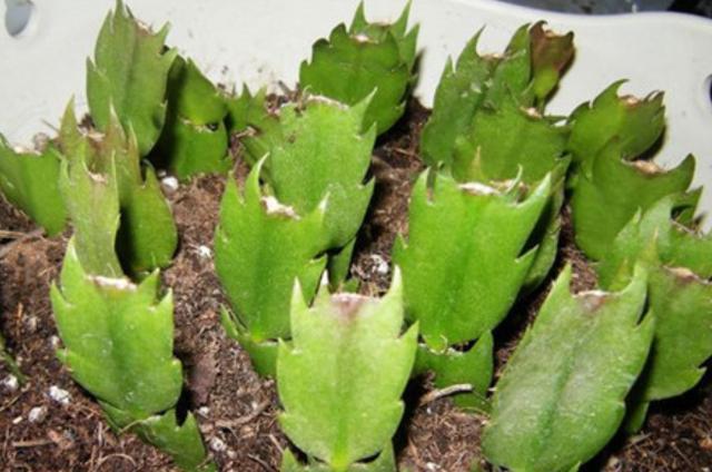 扦插蟹爪兰秋季正合适,一个叶片插一棵,7天就生根,开花花量大