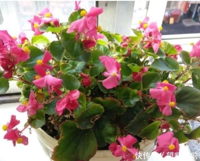 3种漂亮植物花期超长,好养易活,花开不断,家里变花园