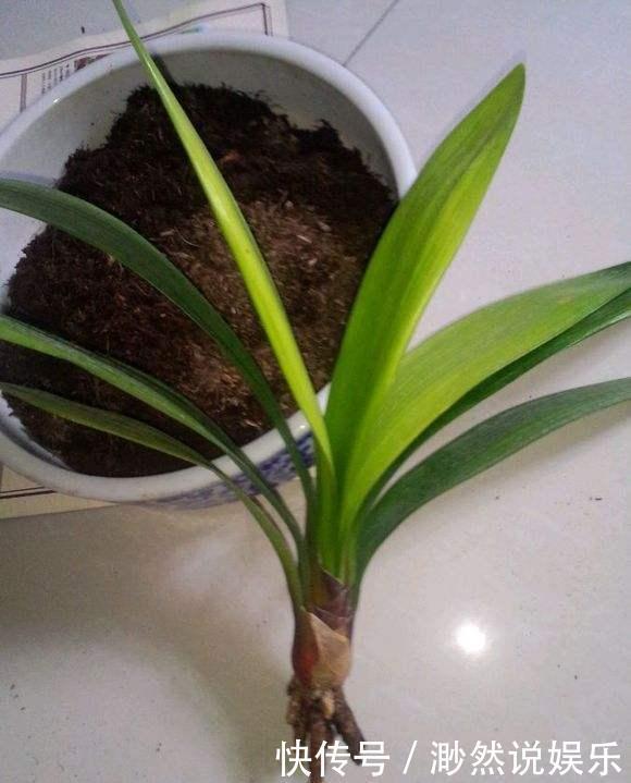黄叶儿|养君子兰,犯了2个错,不再整齐划一,歪七扭八太不像话